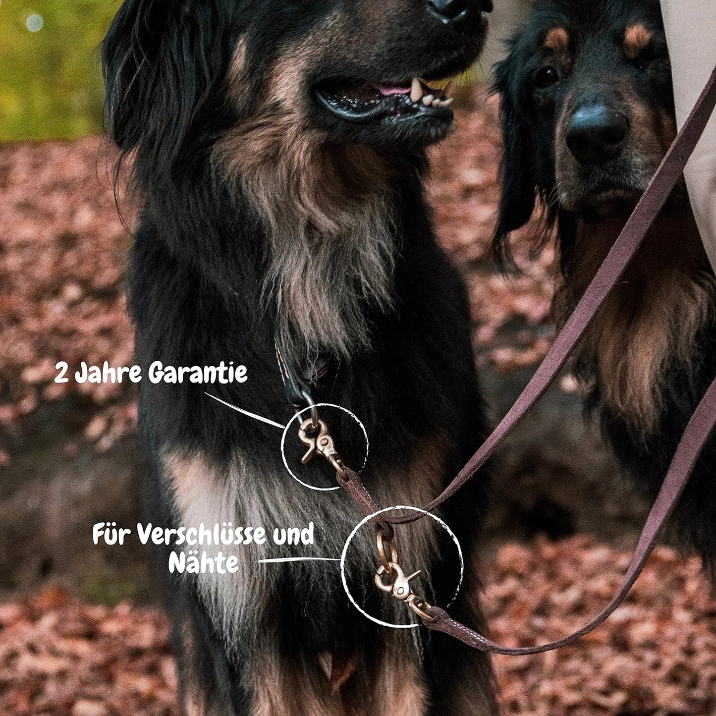 Jalutusrihm koerale nahast